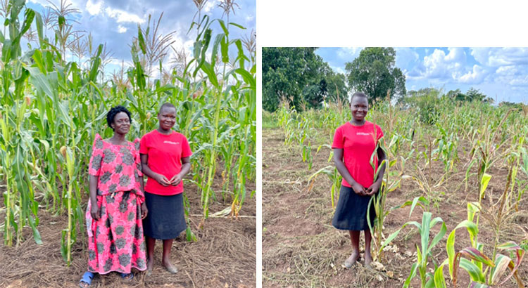 Image of maize field in Uganda, before and after Farming God's Way